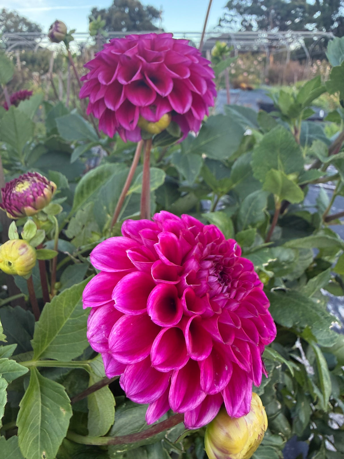 Dahlia - Mary's Jomanda