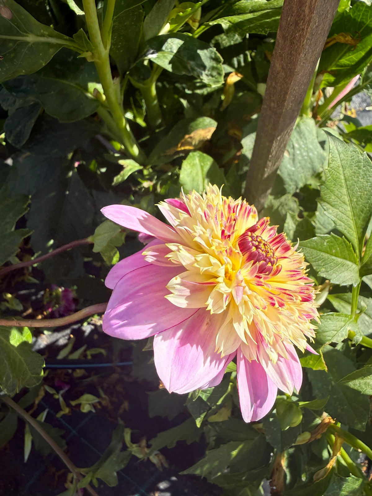 Dahlia - Mawak