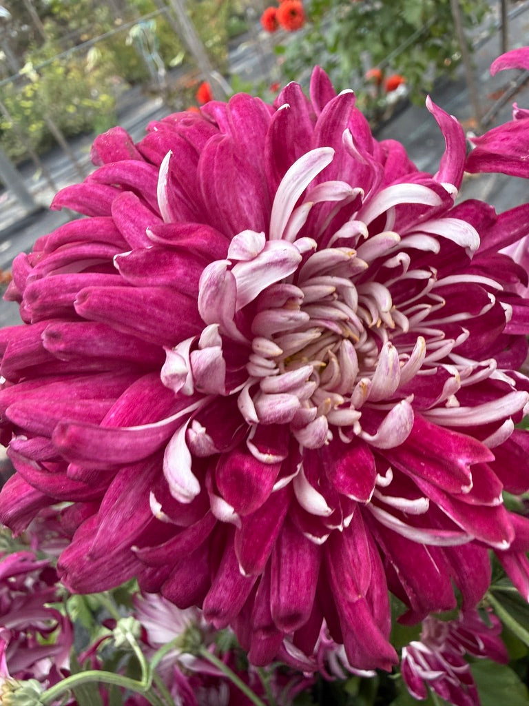 Chrysanthemum - Rooted Cutting - Seaton's Silver Burgundy