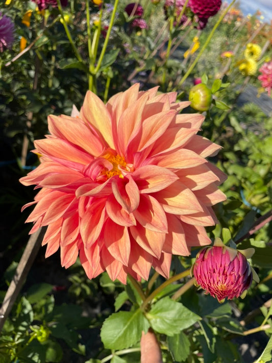 Dahlia - Winkie Horseshoe