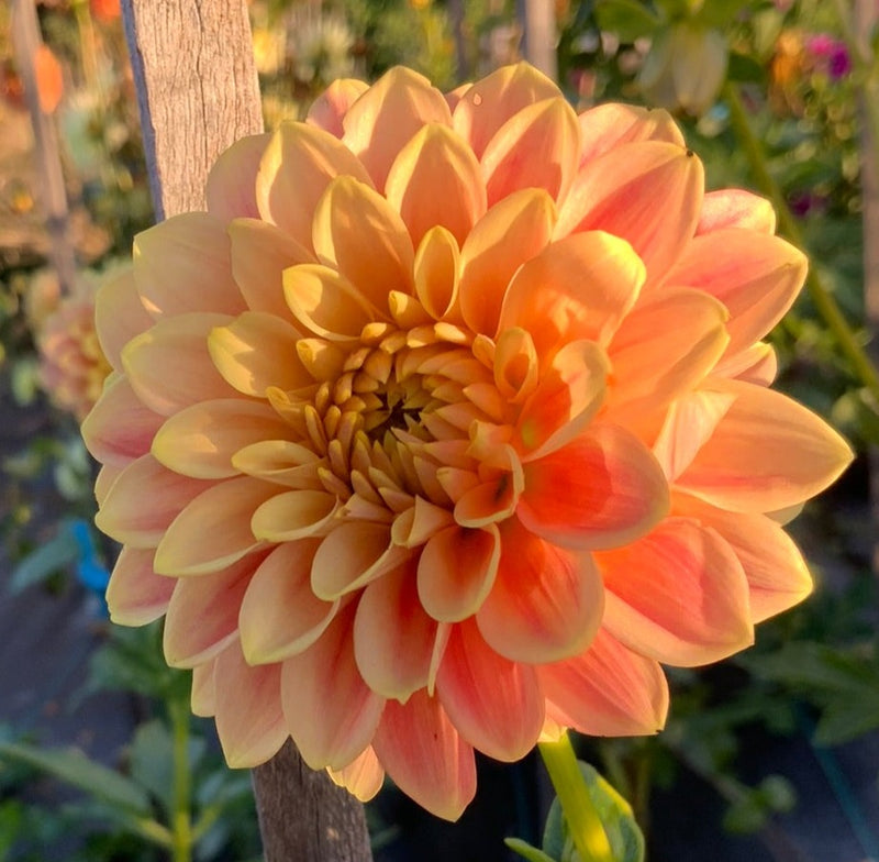 Dahlia Seed - Florelie Fruit Tingle
