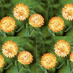 Seed - Helichrysum King Salmon
