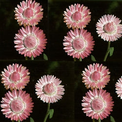 Seed - Helichrysum King Silvery Rose