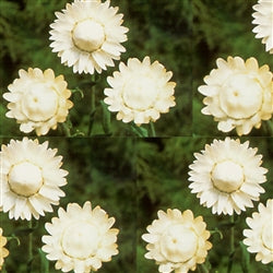 Seed - Helichrysum King White