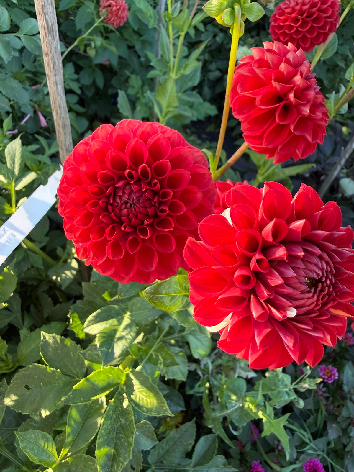 Dahlia - Xanzu District 13