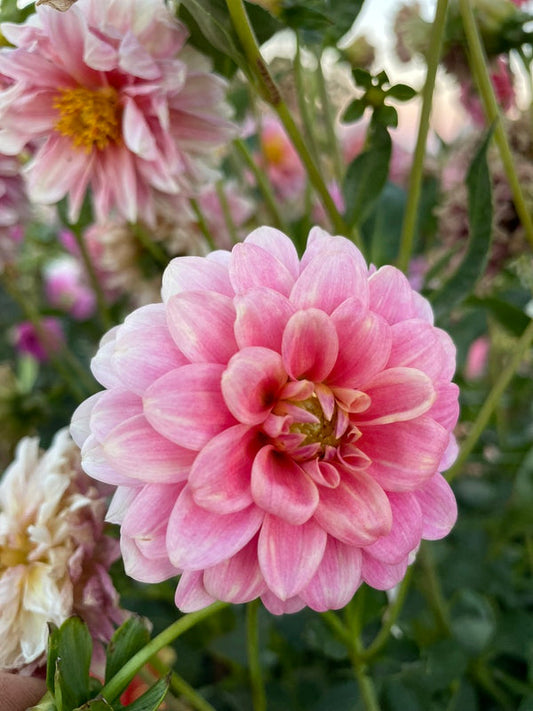 Dahlia Seed - Florelie Strawberry Shortcake
