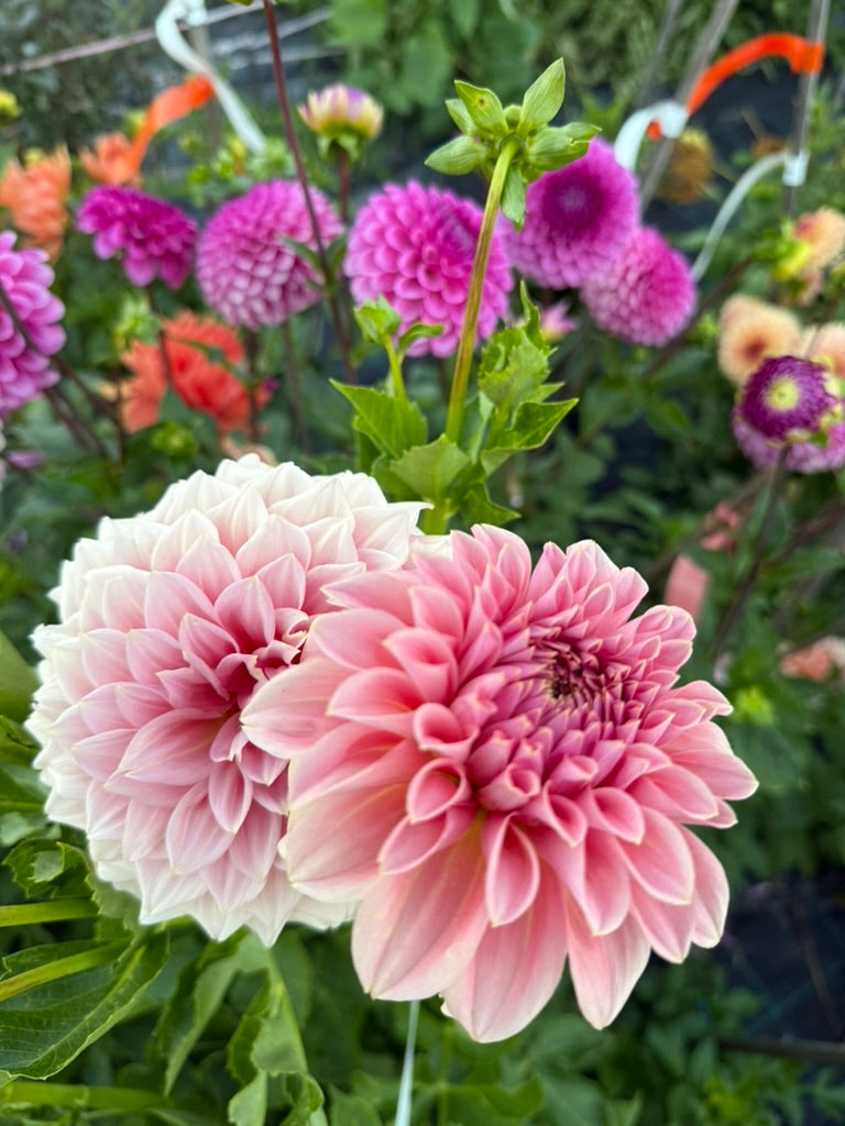 Dahlia - Devon Salmon