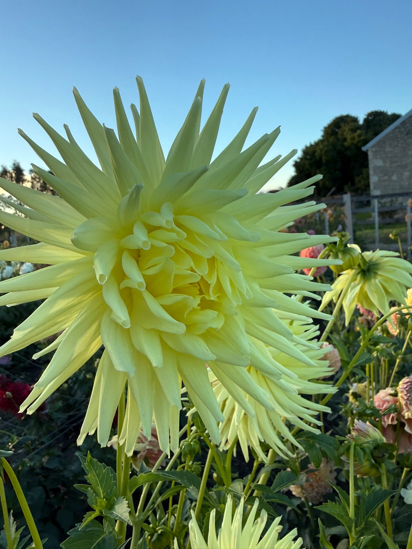 Dahlia - Glenbank Lemon Supreme
