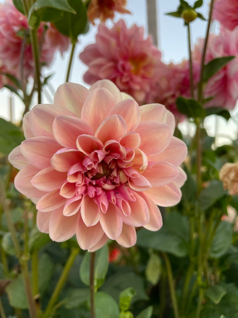 Dahlia - Tropical Dream