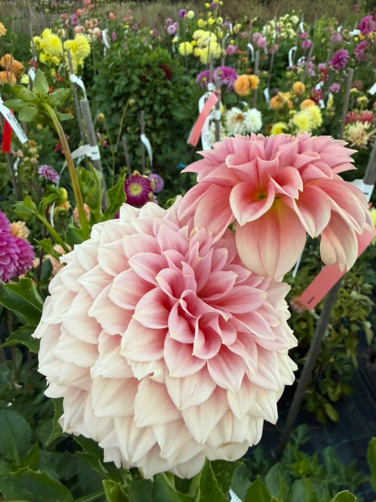 Dahlia - Devon Salmon