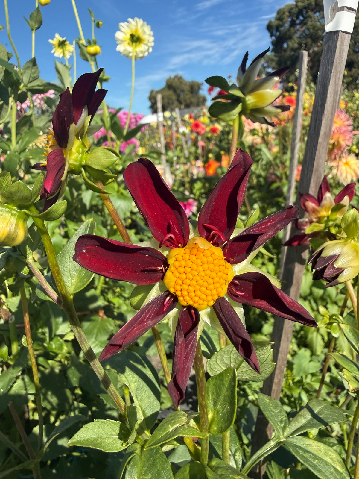 Dahlia - Warraview Red Star