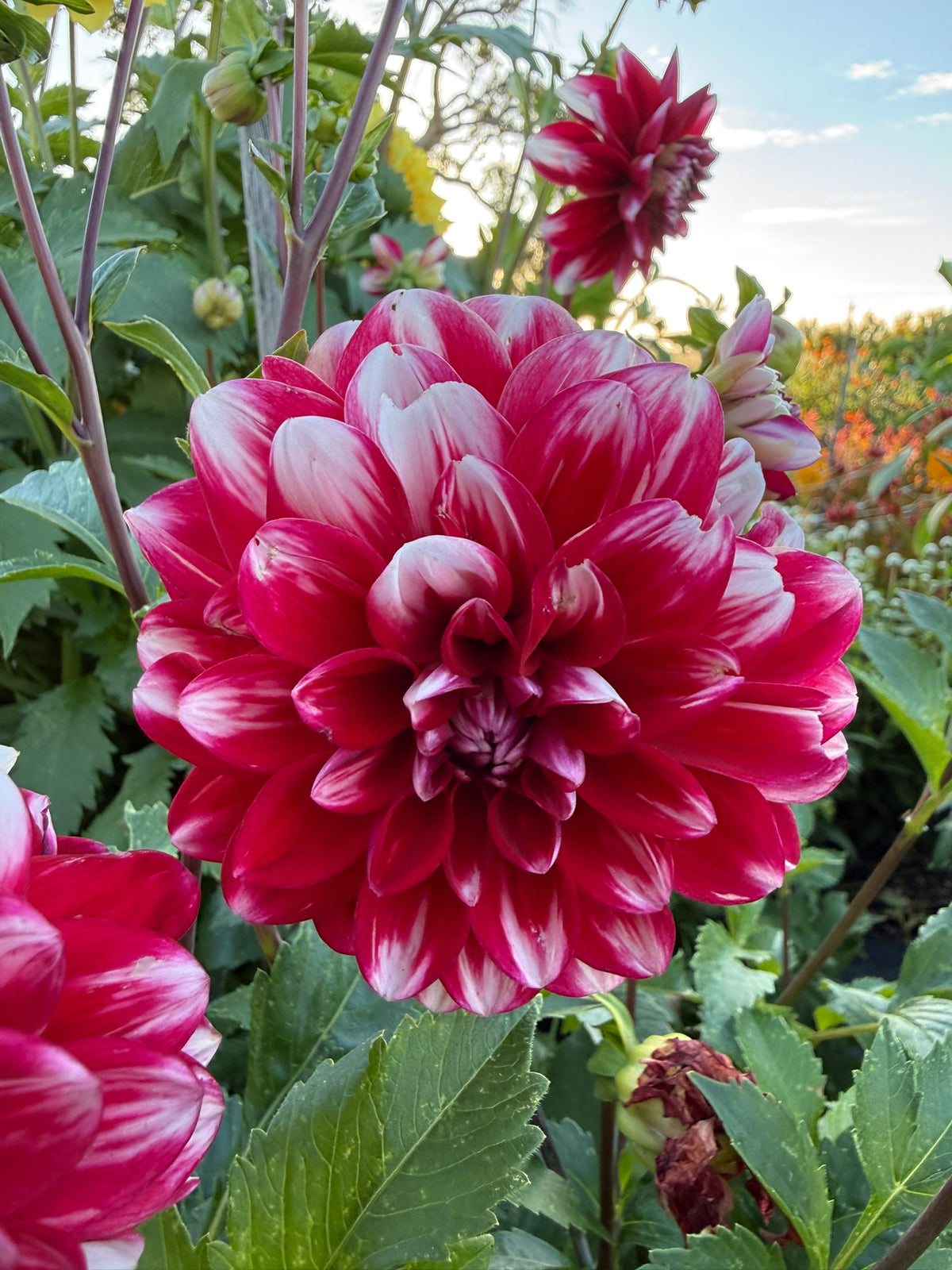 Dahlia - Ruby Mae