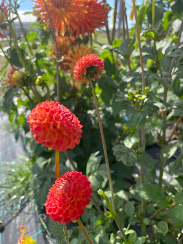Dahlia Seed - Winkie Lambrusco