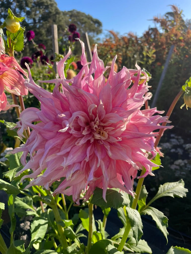 Dahlia - Penhill Watermelon (Max 1)