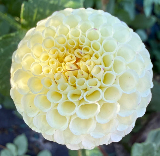 Dahlia - Bowen