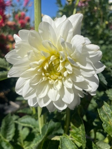 Dahlia - CMC 2