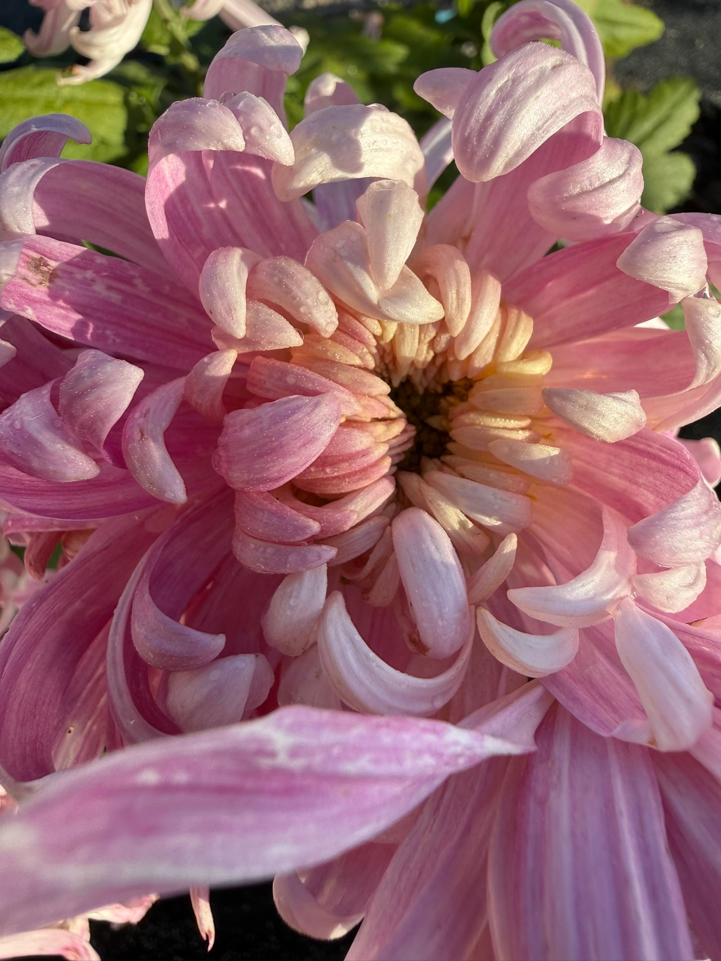 Chrysanthemum - Rooted Cutting - Kabuki