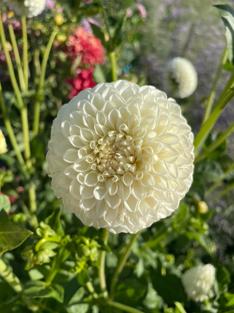 Dahlia - Glenmarc Snowball