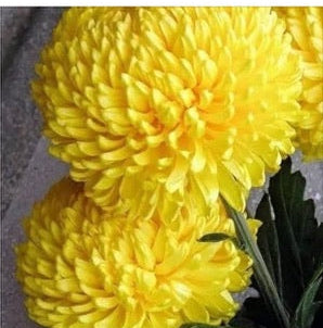Chrysanthemum - Rooted Cutting - Rachael Fairweather