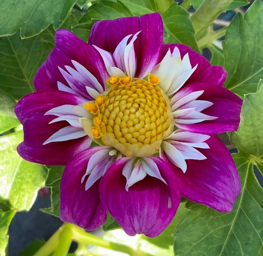 Dahlia - Blue Cerise