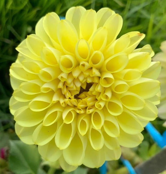 Dahlia - Cliffy 'O'