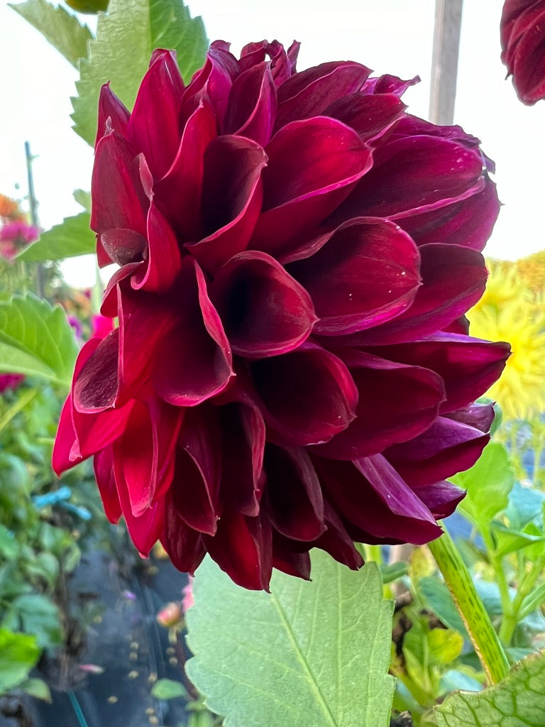 Dahlia - Fernlea