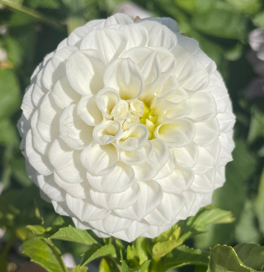 Dahlia - Boundary Snowflake