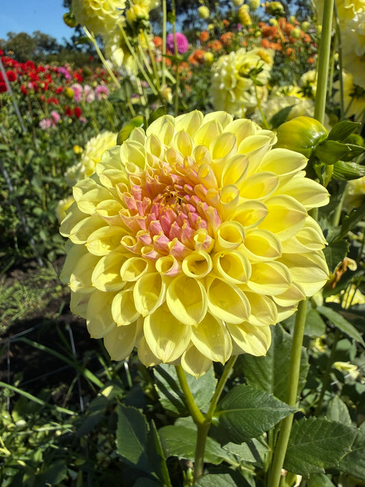 Dahlia - Cliffy 'O'