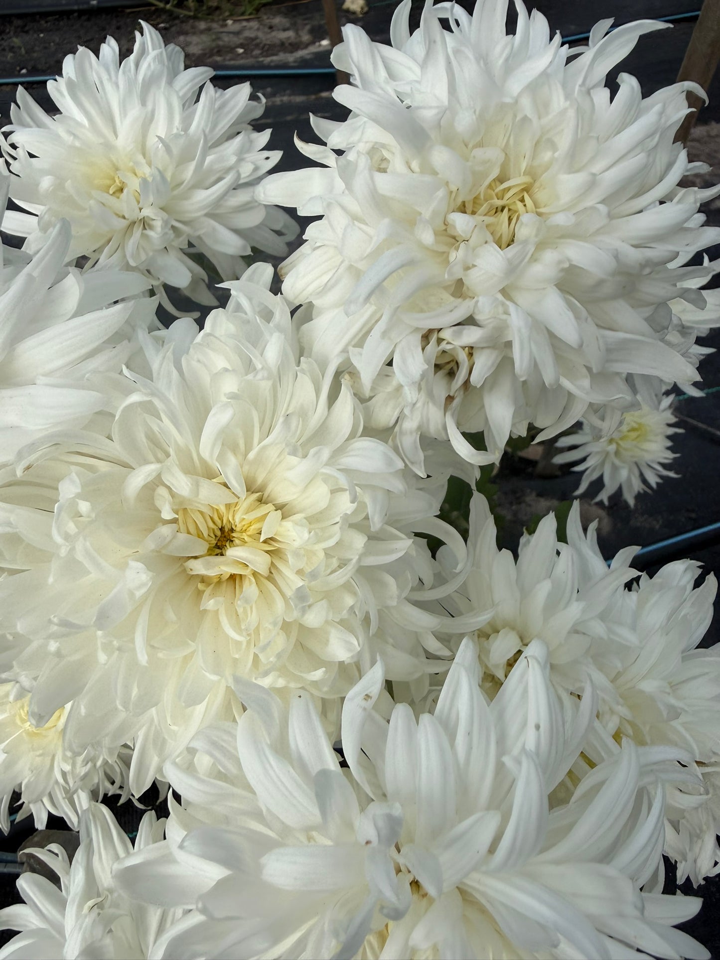 Chrysanthemum - Rooted Cutting - Seaton's Lily