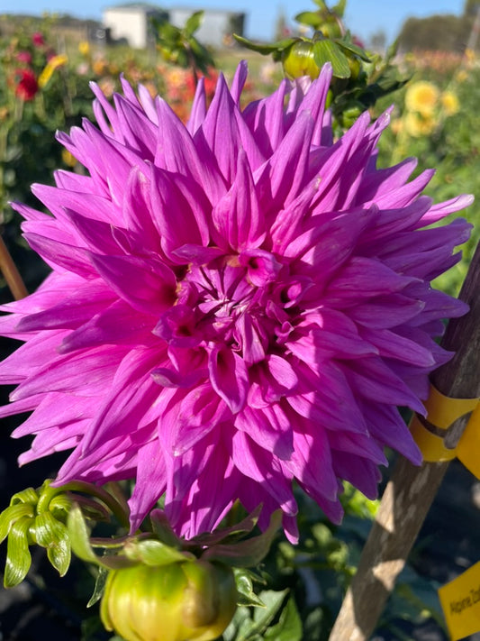 Dahlia - Alpine Zodiac