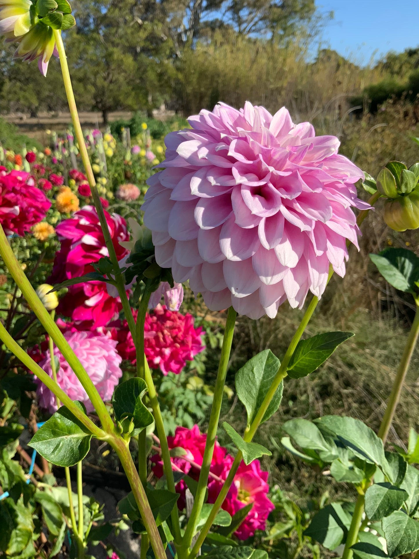 Dahlia - Glenmarc Skye