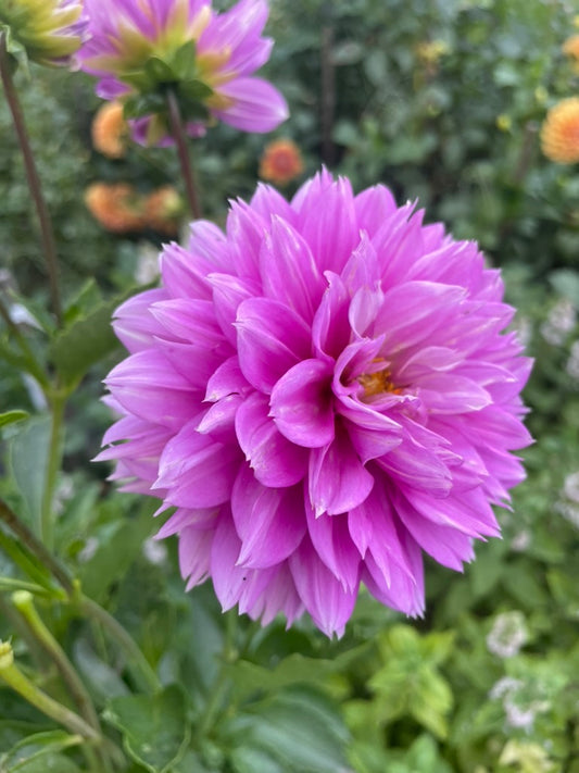 Dahlia - Florelie Tutu