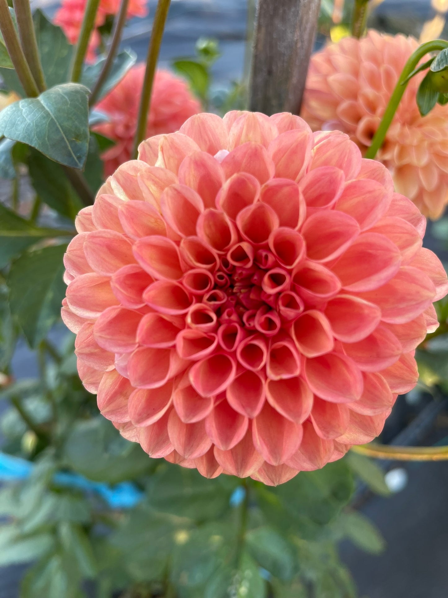 Dahlia - Florelie Angostura