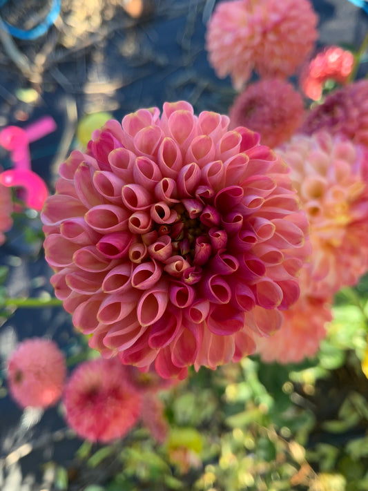 Dahlia - Little Peaches