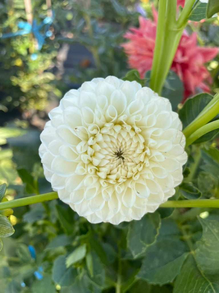 Dahlia - Glenmarc Snowball