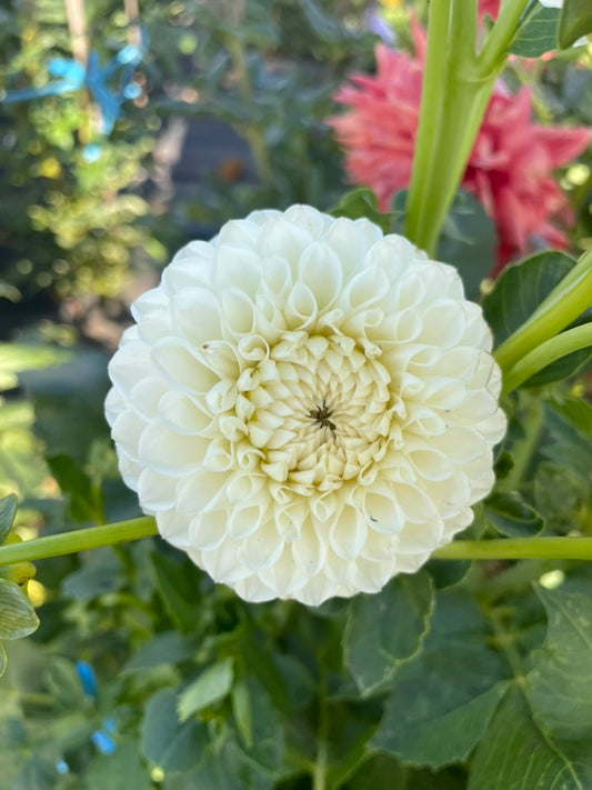 Dahlia - Glenmarc Snowball