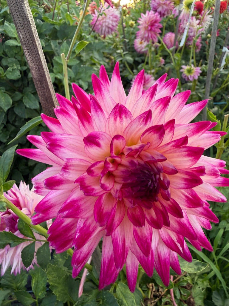 Dahlia - Winkie Carnival