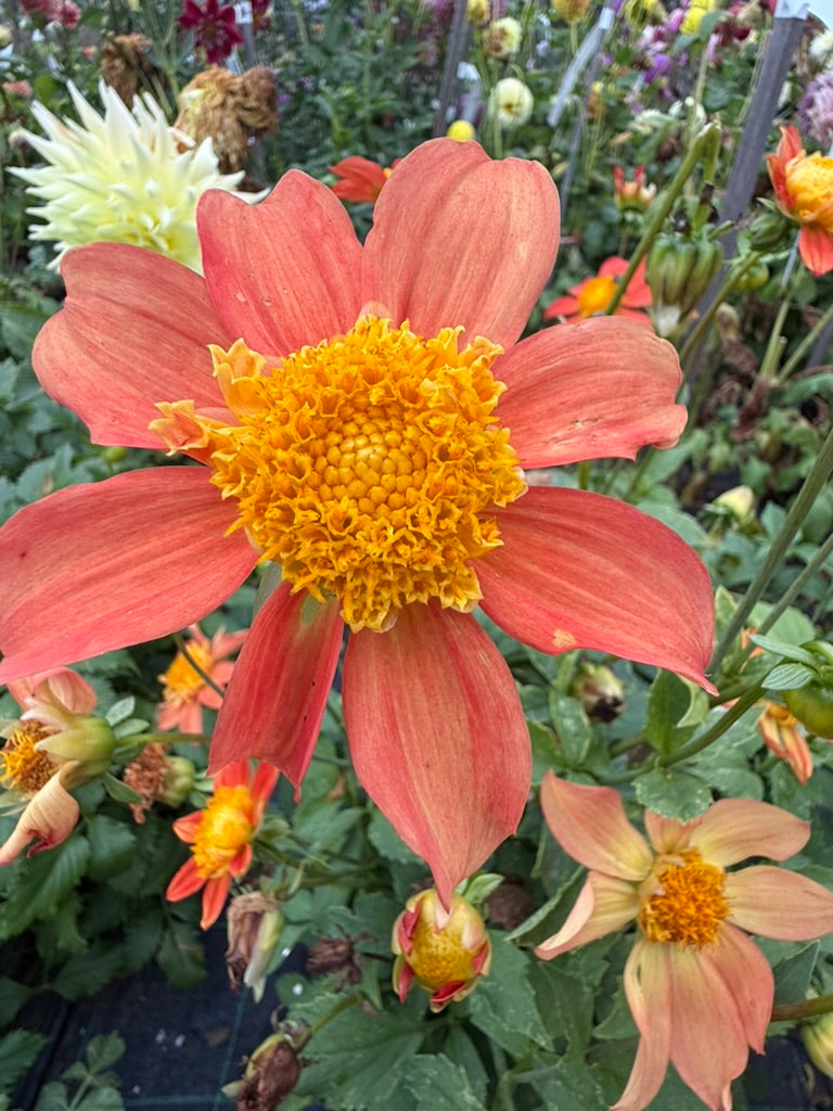 Dahlia - Jerry