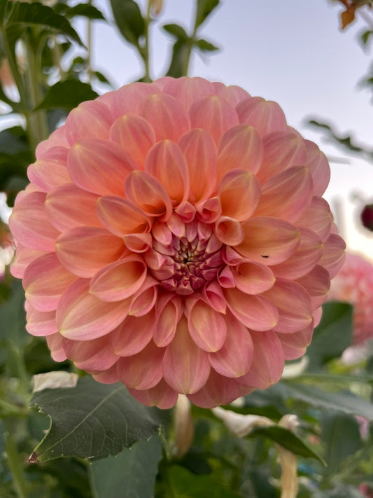 Dahlia - Coorabell Jessie