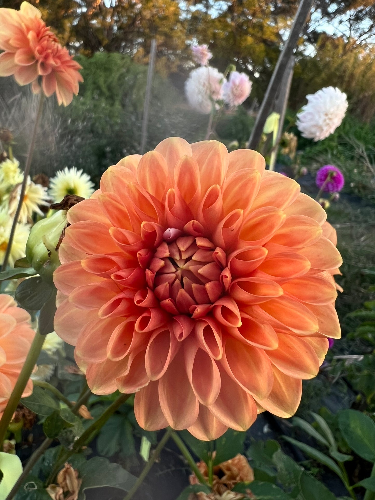 Dahlia - Florelie Angostura