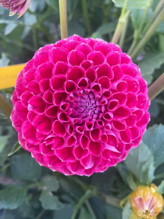 Dahlia - Winkie Robot