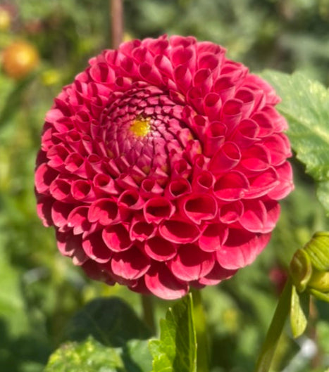 Dahlia - Hollyhill Red Button