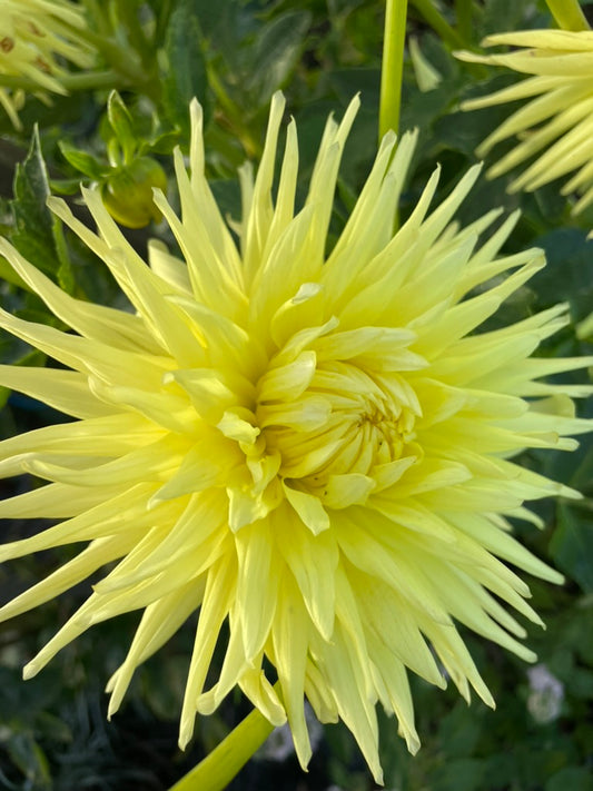 Dahlia - Reg Kappler