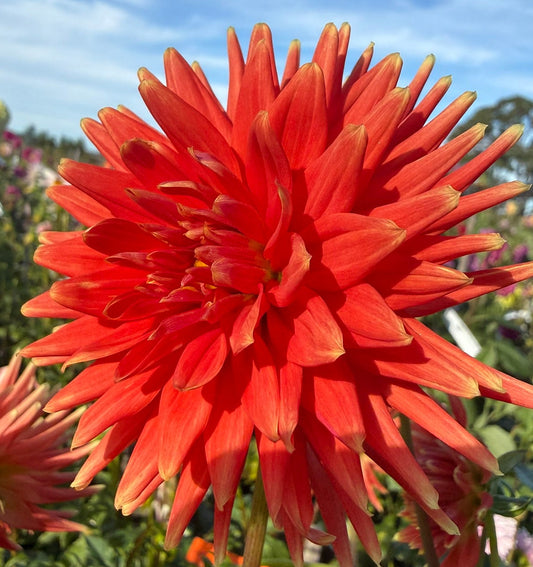 Dahlia - Araluen Fire
