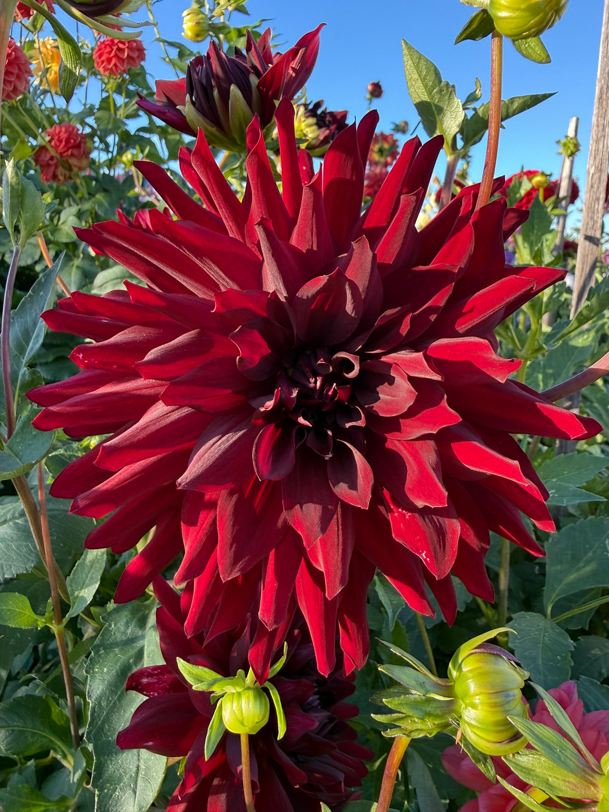 Dahlia - Kokachou