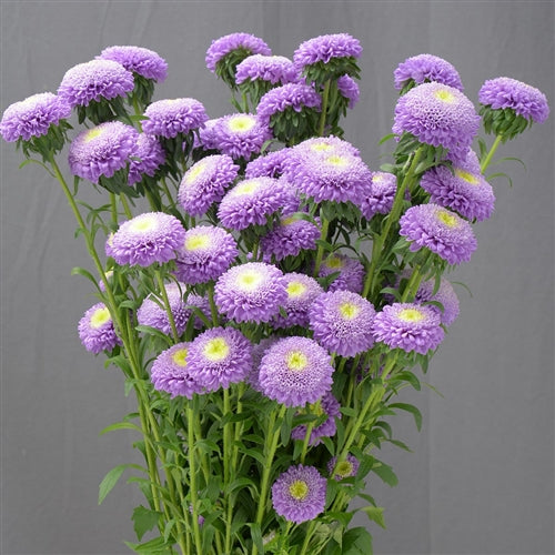 Seed - Aster Macaroon Blue