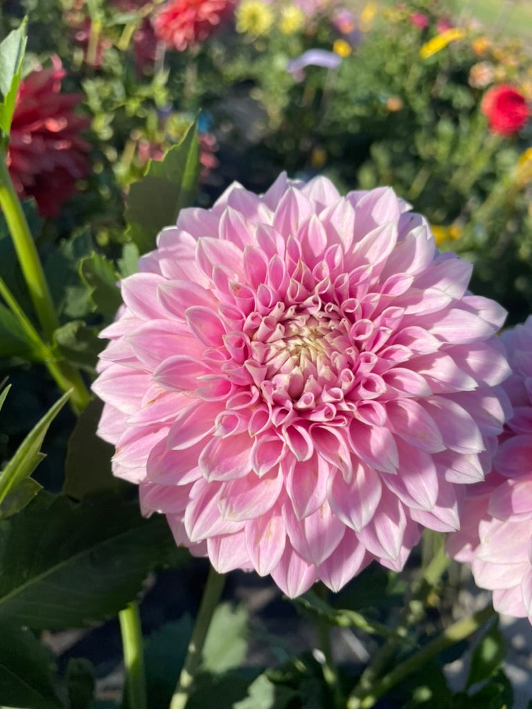 Dahlia - Glenmarc Thiona