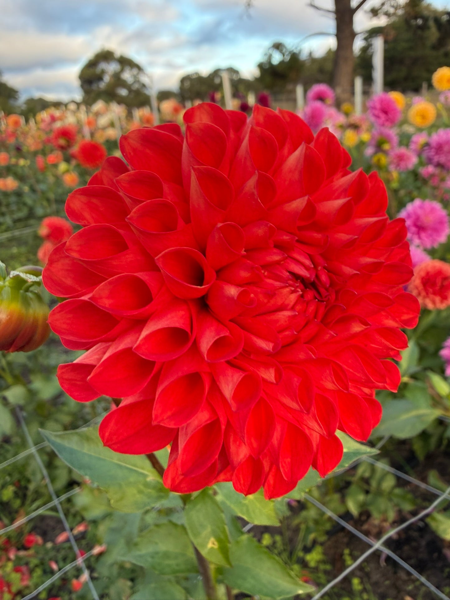 Dahlia - Florelie Ponyo