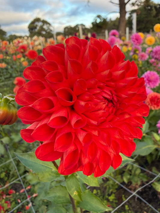 Dahlia - Florelie Ponyo