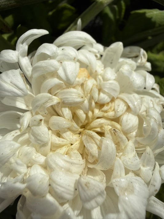 Chrysanthemum - Rooted Cutting - Romance